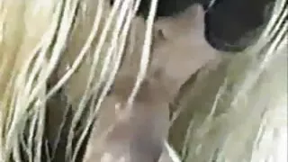 شیشے کے ساتھ گروه تلگرام سکسی ایرانی بیب fucks اور بلند آواز سے moan نہیں کھاتا ہے